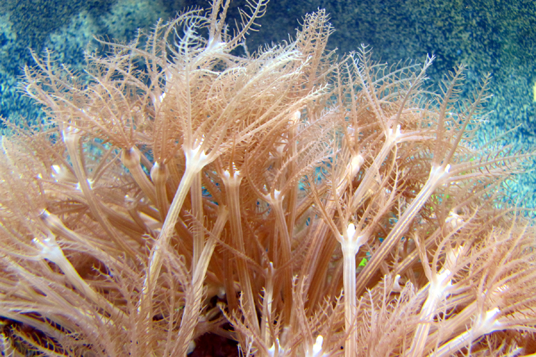 Athelia sp?