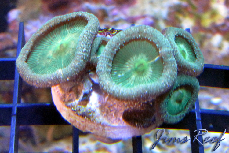 Big Green Palys