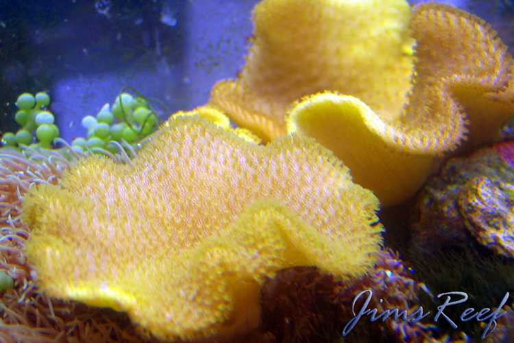 Soft Corals Soft Corals