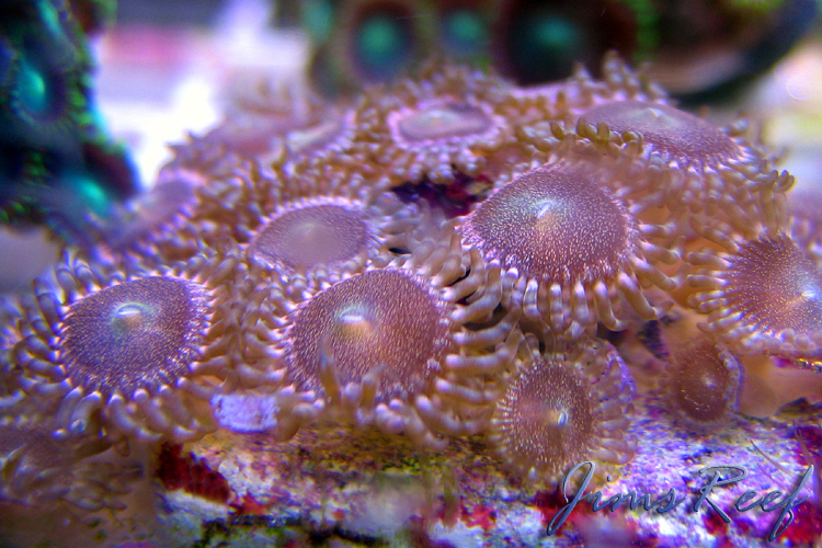 Zoas & Paly's Zoas & Paly's