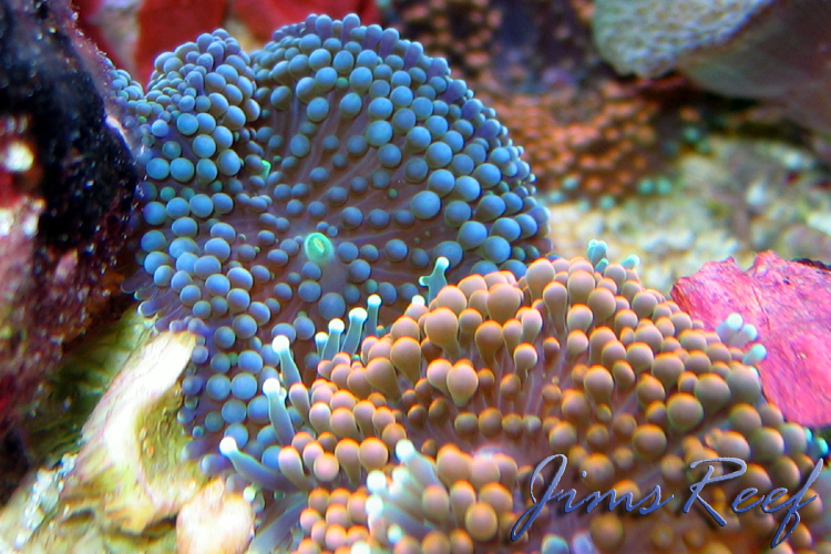 Anemones, Shrooms, & Others Anemones, Shrooms, & Others