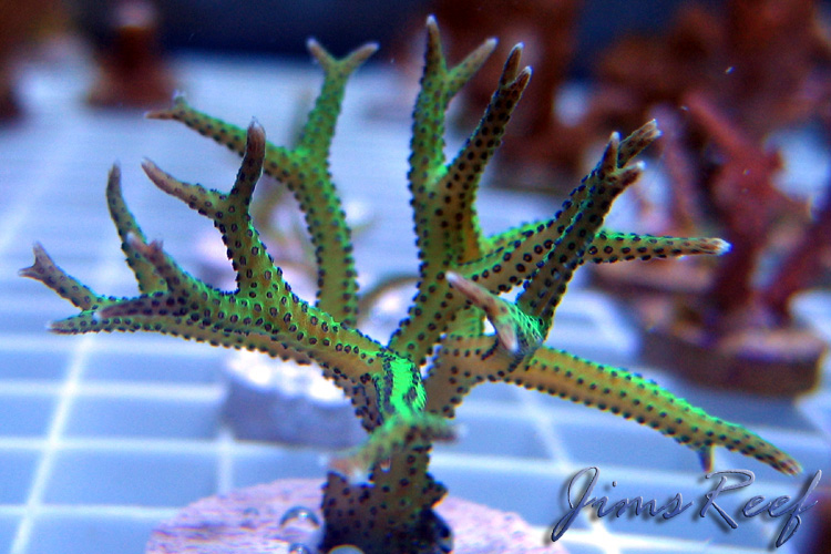 Lime Green Birdsnest
