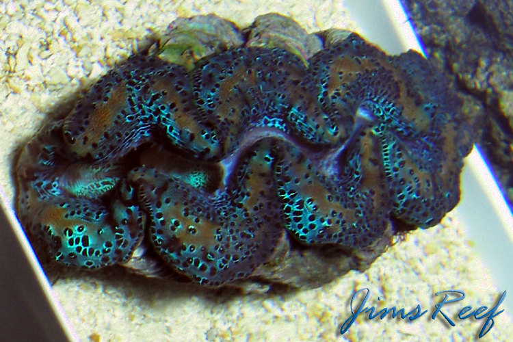 Clams Clams