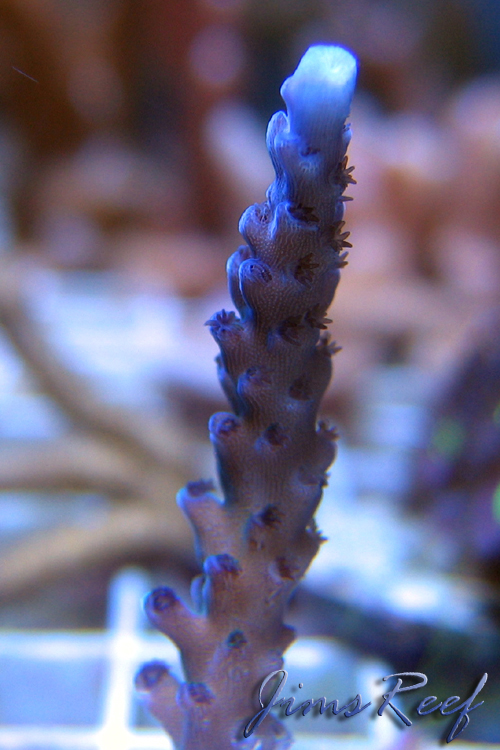 ORA* Blue Tort