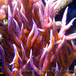 Pink w/Purple Birdsnest 01