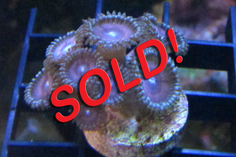 Red/Rose Zoas