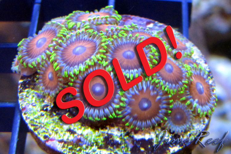 Watermelon Zoas