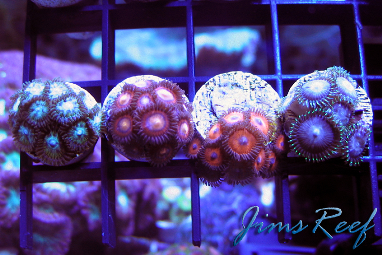 Premium Zoa Quad Pack 0200